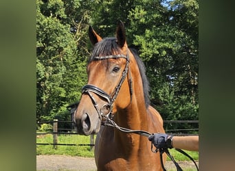 Caballo de deporte irlandés, Caballo castrado, 3 años, 169 cm, Castaño