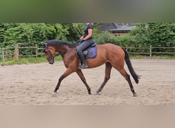 Caballo de deporte irlandés, Caballo castrado, 3 años, 169 cm, Castaño