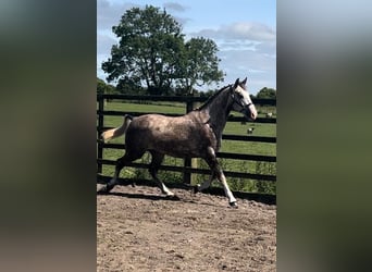 Caballo de deporte irlandés, Caballo castrado, 3 años, 170 cm, Tordo