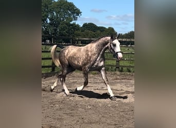 Caballo de deporte irlandés, Caballo castrado, 3 años, 170 cm, Tordo