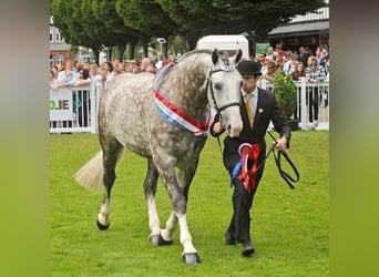 Caballo de deporte irlandés, Caballo castrado, 3 años, 170 cm, Tordo