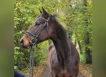 Caballo de deporte irlandés, Caballo castrado, 3 años, 172 cm, Morcillo