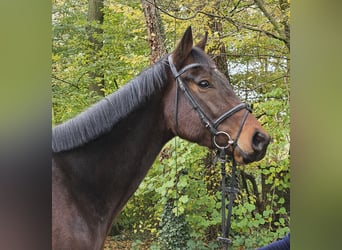 Caballo de deporte irlandés, Caballo castrado, 3 años, 172 cm, Morcillo