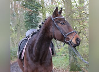 Caballo de deporte irlandés, Caballo castrado, 3 años, 172 cm, Morcillo