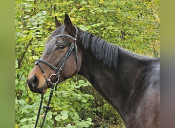 Caballo de deporte irlandés, Caballo castrado, 3 años, 172 cm, Morcillo