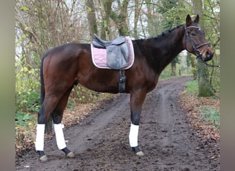 Caballo de deporte irlandés, Caballo castrado, 3 años, 172 cm, Morcillo