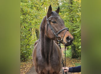 Caballo de deporte irlandés, Caballo castrado, 3 años, 172 cm, Morcillo