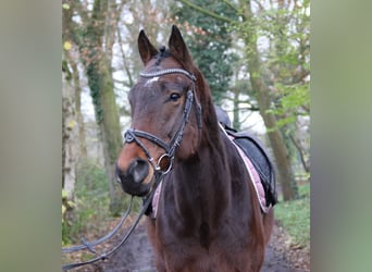 Caballo de deporte irlandés, Caballo castrado, 3 años, 172 cm, Morcillo