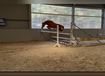 Caballo de deporte irlandés, Caballo castrado, 4 años, 128 cm, Alazán-tostado