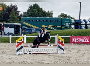 Caballo de deporte irlandés, Caballo castrado, 4 años, 147 cm, Pío