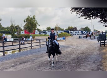 Caballo de deporte irlandés, Caballo castrado, 4 años, 147 cm, Pío
