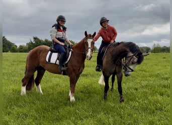 Caballo de deporte irlandés, Caballo castrado, 4 años, 148 cm, Alazán-tostado