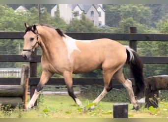 Caballo de deporte irlandés, Caballo castrado, 4 años, 148 cm, Bayo