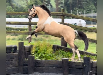 Caballo de deporte irlandés, Caballo castrado, 4 años, 148 cm, Bayo