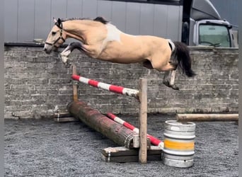 Caballo de deporte irlandés, Caballo castrado, 4 años, 148 cm, Bayo