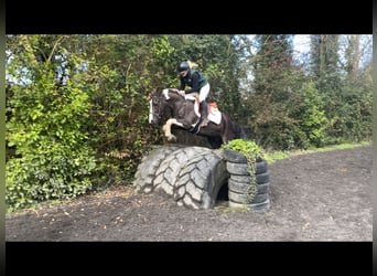 Caballo de deporte irlandés, Caballo castrado, 4 años, 148 cm, Pío