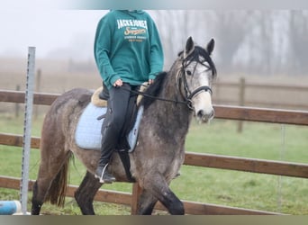 Caballo de deporte irlandés, Caballo castrado, 4 años, 152 cm, Tordo