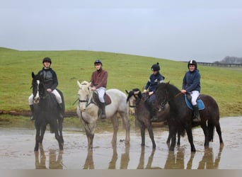 Caballo de deporte irlandés, Caballo castrado, 4 años, 152 cm, Tordo