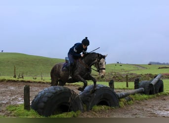 Caballo de deporte irlandés, Caballo castrado, 4 años, 152 cm, Tordo