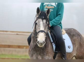 Caballo de deporte irlandés, Caballo castrado, 4 años, 152 cm, Tordo