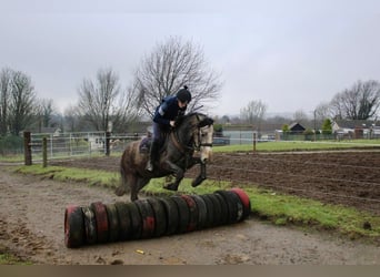 Caballo de deporte irlandés, Caballo castrado, 4 años, 152 cm, Tordo