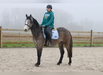 Caballo de deporte irlandés, Caballo castrado, 4 años, 152 cm, Tordo