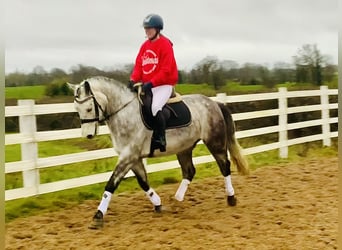 Caballo de deporte irlandés, Caballo castrado, 4 años, 155 cm, Tordo