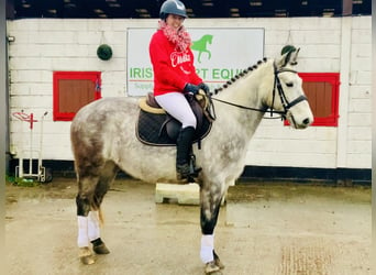 Caballo de deporte irlandés, Caballo castrado, 4 años, 155 cm, Tordo