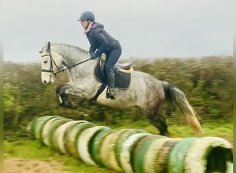 Caballo de deporte irlandés, Caballo castrado, 4 años, 155 cm, Tordo