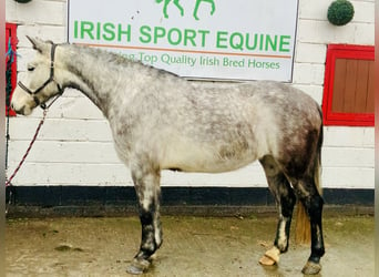 Caballo de deporte irlandés, Caballo castrado, 4 años, 155 cm, Tordo