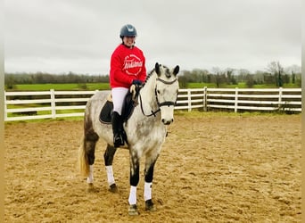 Caballo de deporte irlandés, Caballo castrado, 4 años, 155 cm, Tordo