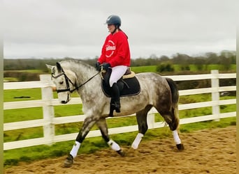 Caballo de deporte irlandés, Caballo castrado, 4 años, 155 cm, Tordo