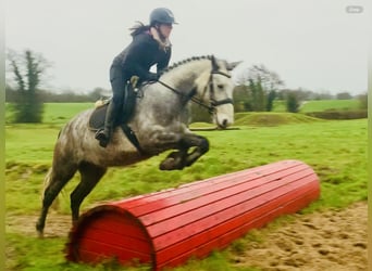 Caballo de deporte irlandés, Caballo castrado, 4 años, 155 cm, Tordo