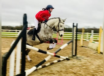 Caballo de deporte irlandés, Caballo castrado, 4 años, 155 cm, Tordo