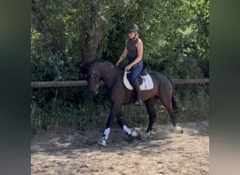 Caballo de deporte irlandés, Caballo castrado, 4 años, 156 cm, Negro