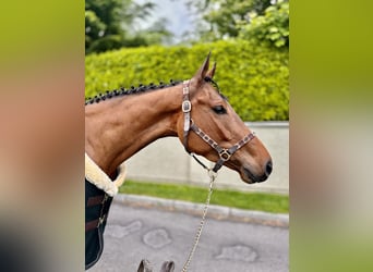 Caballo de deporte irlandés, Caballo castrado, 4 años, 158 cm, Castaño rojizo