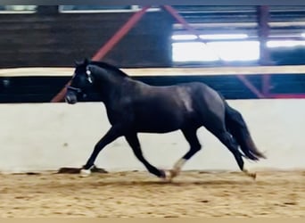 Caballo de deporte irlandés, Caballo castrado, 4 años, 158 cm, Negro