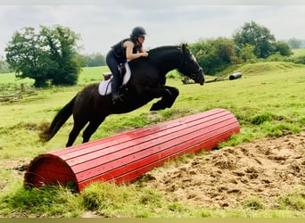 Caballo de deporte irlandés, Caballo castrado, 4 años, 158 cm, Negro