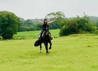 Caballo de deporte irlandés, Caballo castrado, 4 años, 158 cm, Negro