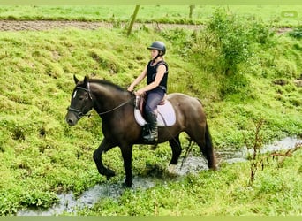 Caballo de deporte irlandés, Caballo castrado, 4 años, 158 cm, Negro