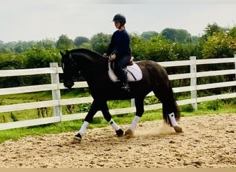 Caballo de deporte irlandés, Caballo castrado, 4 años, 158 cm, Negro