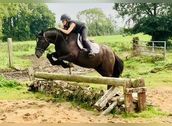 Caballo de deporte irlandés, Caballo castrado, 4 años, 158 cm, Negro