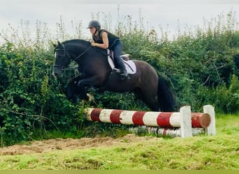 Caballo de deporte irlandés, Caballo castrado, 4 años, 158 cm, Negro