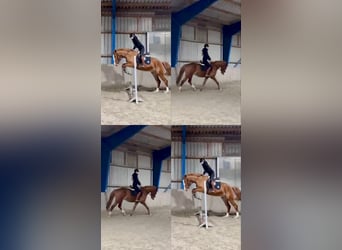 Caballo de deporte irlandés, Caballo castrado, 4 años, 160 cm, Alazán