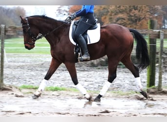 Caballo de deporte irlandés, Caballo castrado, 4 años, 160 cm, Castaño