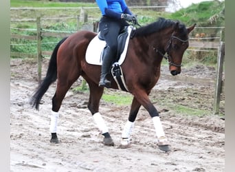 Caballo de deporte irlandés, Caballo castrado, 4 años, 160 cm, Castaño