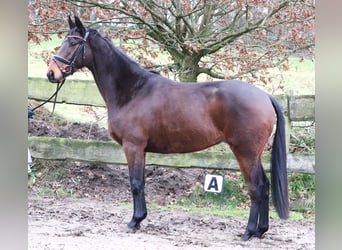 Caballo de deporte irlandés Mestizo, Caballo castrado, 4 años, 160 cm, Castaño