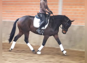 Caballo de deporte irlandés Mestizo, Caballo castrado, 4 años, 160 cm, Castaño