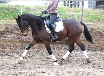 Caballo de deporte irlandés Mestizo, Caballo castrado, 4 años, 160 cm, Castaño