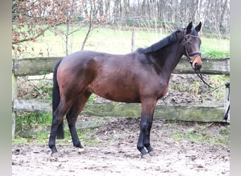 Caballo de deporte irlandés Mestizo, Caballo castrado, 4 años, 160 cm, Castaño